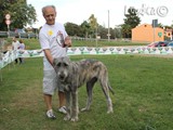 #17: la Irish Wolfhound... ancora cucciola!